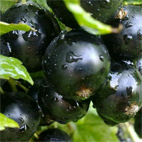 Смородина черная сорт Пигмей