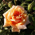 Роза чайно-гибридная Голд Топаз
