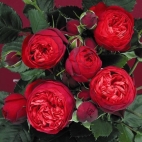 Роза чайно-гибридная Ред пиона