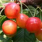 Черешня сорт Памяти Астахова