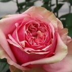 Роза чайно-гибридная Питахайа