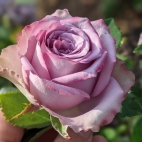 Роза чайно-гибридная Дольчетто