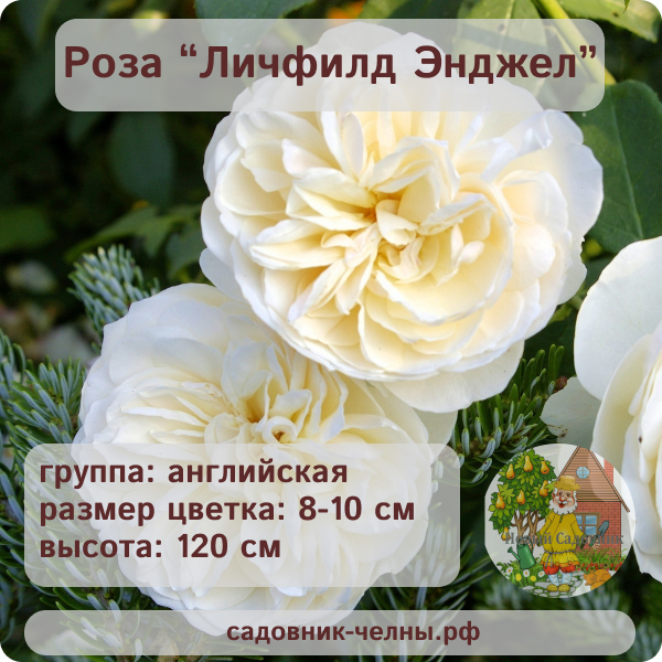 Роза английская Личфилд Энджел