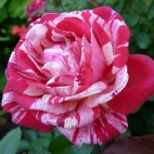 Роза флорибунда Папагено
