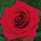 Роза чайно-гибридная Преферанс