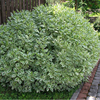 Дерен белый Элегантиссима