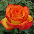 Роза чайно-гибридная Хай еллоу меджик
