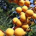 Абрикос сорт Десертный