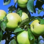 Яблоня сорт Россиянка