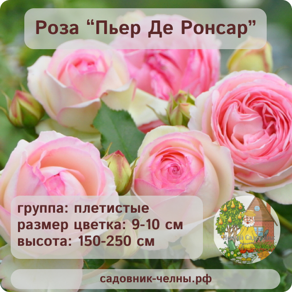 Роза плетистая Пьер Де Ронсар