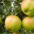 Яблоня сорт Вербное