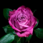 Роза чайно-гибридная Моди блю
