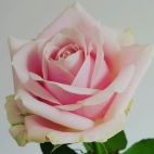 Роза чайно-гибридная Пинк аваланж