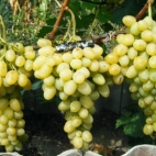 Виноград сорт Лора