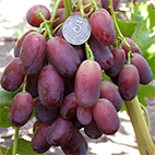 Виноград сорт Ягуар