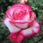 Роза чайно-гибридная Хайдерленд