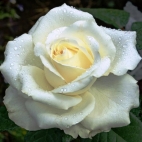 Роза чайно-гибридная Маруся