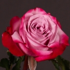 Роза чайно-гибридная Дип перпл