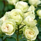 Роза флорибунда Лавли грин