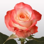 Роза чайно-гибридная Кабарет