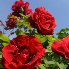 Роза чайно-гибридная Сонтана