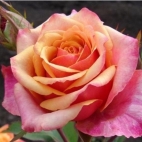 Роза чайно-гибридная Черри бренди