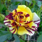 Роза чайно-гибридная Сим салабим