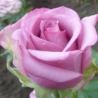 Роза чайно-гибридная Кул ватор
